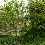 Schlossruine_Hoellrich / 20160519_IMG_7094.jpg