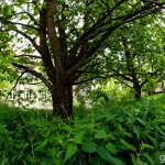 Schlossruine_Hoellrich / 20160519_IMG_7096.jpg