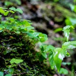 Wasserfaelle_Scheidegg / 20160528_IMG_7819.jpg