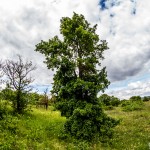 Ruine_Homburg_Goessenheim / 20160604_IMG_7125.jpg