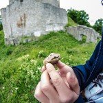 Ruine_Homburg_Goessenheim / 20160604_IMG_7326.jpg